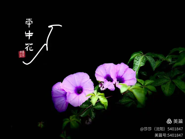 小小牵牛花
